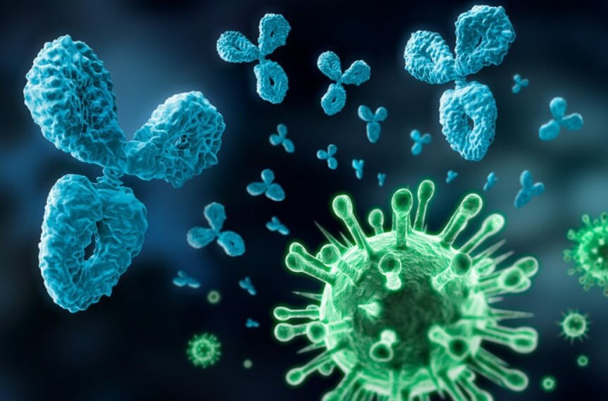 Как COVID-19 стимулирует опасные антитела и “усыпляет” иммунную систему
