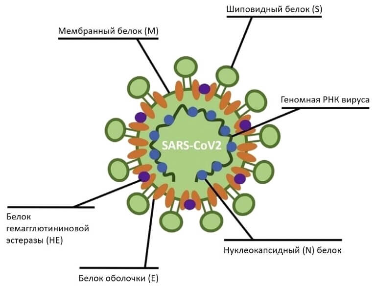 Обнаружено еще одно антитело, уничтожающее коронавирус