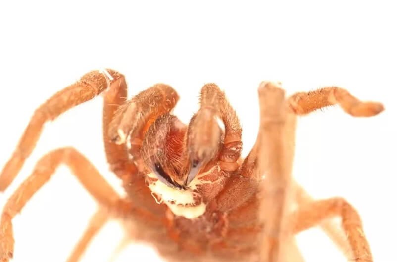 Обнаружен червь-паразит, который управляет поведением тарантулов