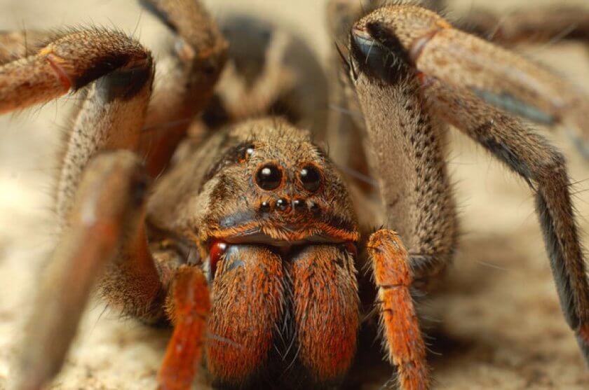 Обнаружен червь-паразит, который управляет поведением тарантулов