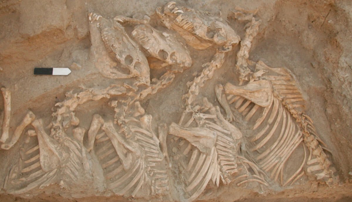 Первый биоинженерный гибрид животных появился в бронзовом веке