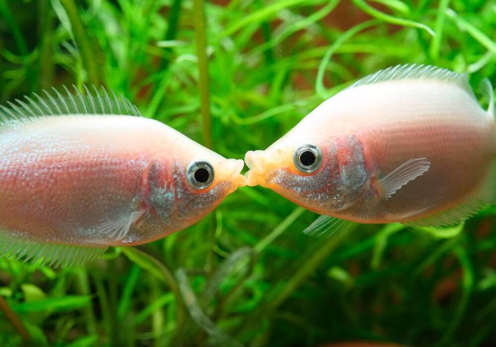 Ученые выяснили, что рыбы умеют разговаривать звуками о еде и сексе