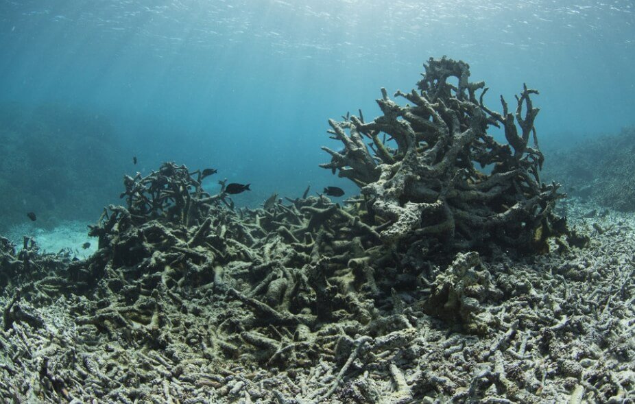 В глубинах океана найдены коралловые рифы, которые могут пережить климатическую катастрофу