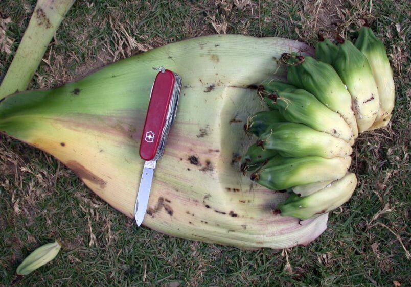 «Ложные» бананы могут спасти миллионы людей от голода
