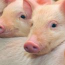 В Германии выращивают свиней для получения донорских органов